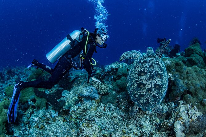 Snorkeling Trip to Menjangan Island - Safety, comfort, and the feel of the operation