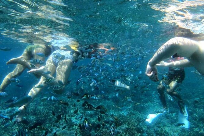 Snorkeling Trips with Manta Ray from Nusa Lembongan - Third stop: Mangrove Point on Nusa Lembongan