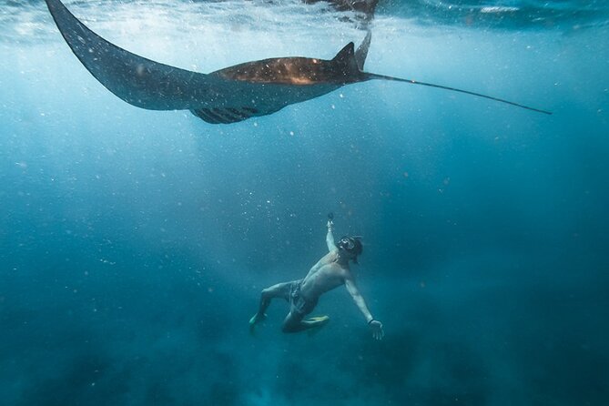 Snorkeling with Manta Rays in Their Habitat with Manta Point - Key points to know before booking