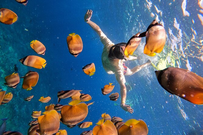 Snorkeling with Manta Rays in Their Habitat with Manta Point - GoPro photos are useful, but manage expectations
