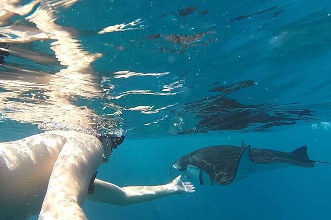 Snorkeling with Manta Rays in Their Habitat with Manta Point - What is included for $7.71
