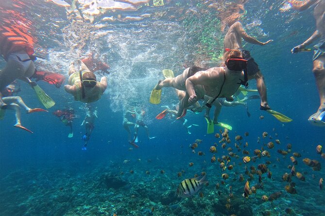 Snorkeling with Manta Rays in Their Habitat with Manta Point - Booking, cancellation, and timing advice