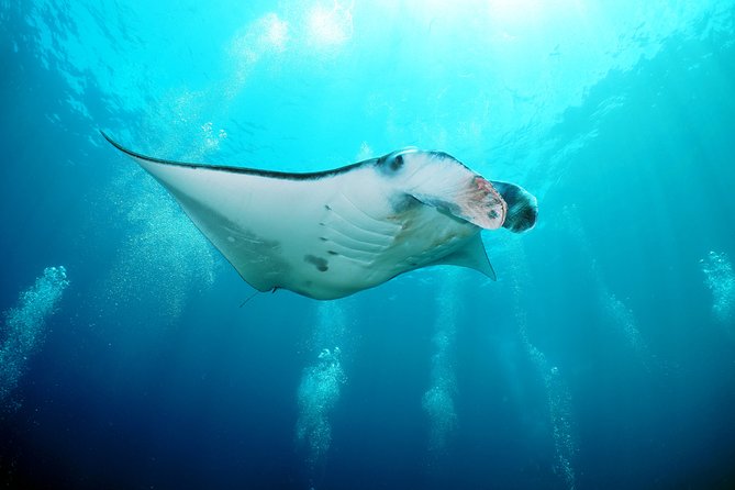 Snorkelling with Manta Rays at Nusa Penida and Lembongan - A speedboat crossing from Bali to Nusa Penida