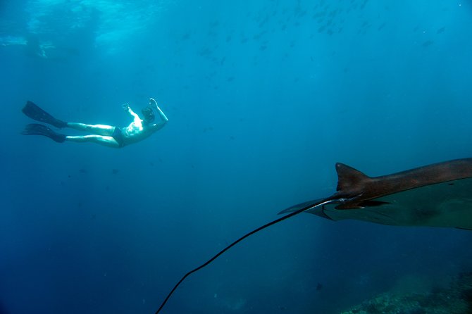 Snorkelling with Manta Rays at Nusa Penida and Lembongan - Lunch, water, and the practical comforts