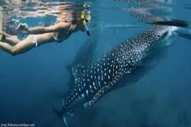 Snorkling with whale shark in teluk saleh min 2 person - Day one: Bangsal Harbor to Sumbawa