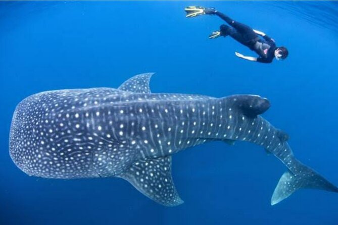 Snorkling with whale shark in teluk saleh min 2 person - Day two: the 4 a.m. boat to the shark point