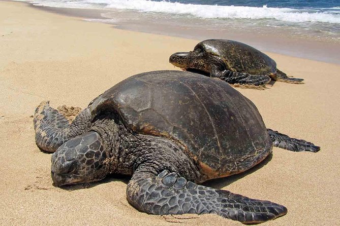 Sukamade Turtle Land Beach (2D1N) - Key details before you book