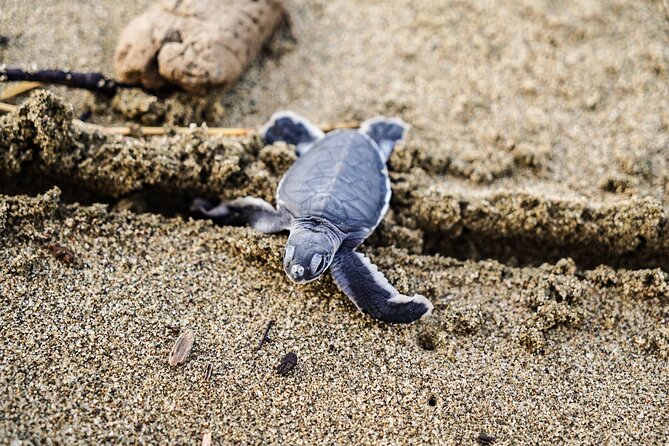 Sukamade Turtle Land Beach (2D1N) - The 6 a.m. hatchling release