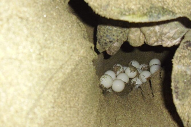 Sukamade Turtle Land Beach (2D1N) - Comfort, fitness, and what to pack