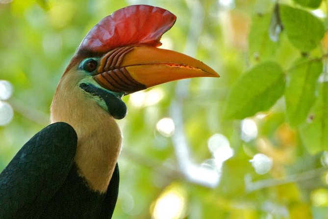 Sulawesi Tangkoko National Park Private Tour - Why Tangkoko is worth the long road from Manado