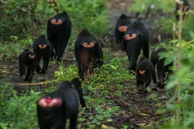 Sulawesi Tangkoko National Park Private Tour - A short briefing before the forest walk