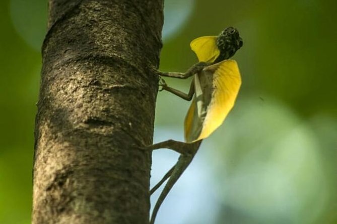 Sulawesi Tangkoko National Park Private Tour - What to bring and how to set expectations