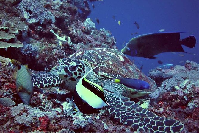 Swim with Manta Rays: Snorkeling Day Trip from Bali - From Kuta to Sanur before the sea day begins