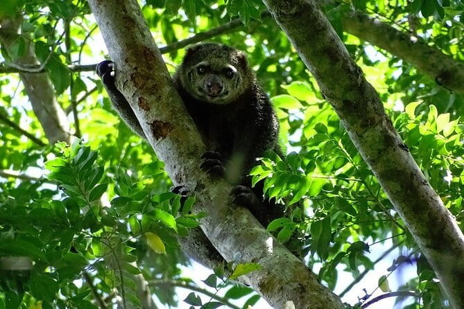 Tangkoko Bitung Manado Nature Tourism Park includes lunch. - The one-hour ride from Manado to Bitung