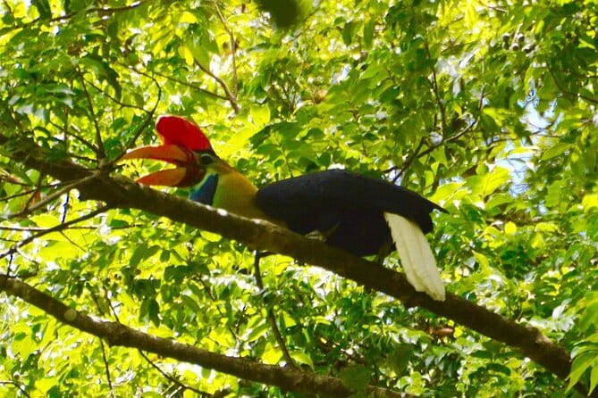 Tangkoko Bitung Manado Nature Tourism Park includes lunch. - Practical booking details for Manado