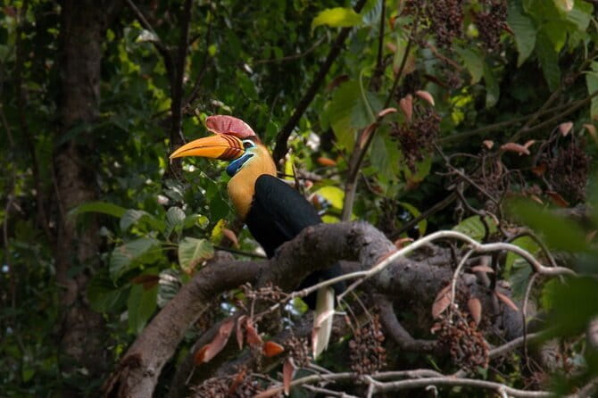 Tangkoko Bitung Manado Nature Tourism Park includes lunch. - Entering the forest with a local guide