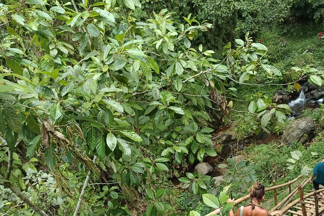 Tetebatu Guided Tour in Rice Terraces Waterfall and Monkey Forest - Meeting Sasak families and seeing traditional skills