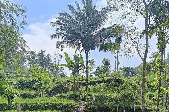 Tetebatu Guided Tour in Rice Terraces Waterfall and Monkey Forest - Walking the Tetebatu rice terraces