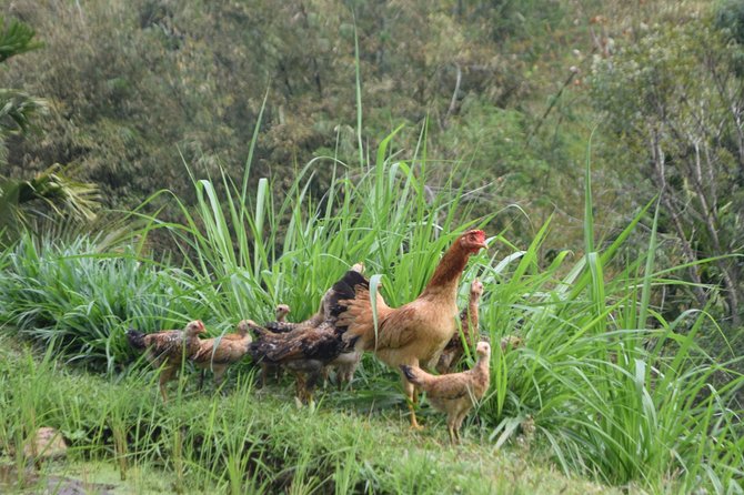 Tetebatu Walking Tour - Rice Terraces, Waterfall & Monkey Forest - The 7:00 a.m. pickup and ride to Tetebatu