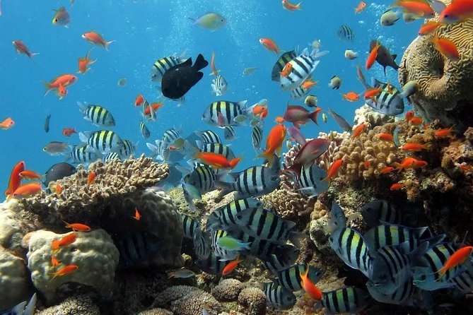 The Best 2-point Snorkeling in Padangbai: Blue lagoon and Tanjung jepun - Tanjung Jepun at about 9:00 am