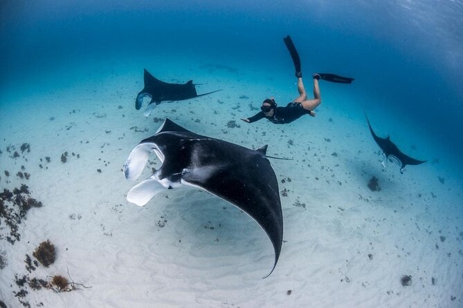 Three Islands Snorkeling (3 Spots) Manta Rays - From Lembongan - Manta rays first, coral reefs after