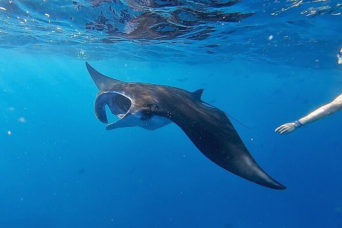 Three Islands Snorkeling (3 Spots) Manta Rays - From Lembongan - Gamat Bay: caves, crevices, and reef fish