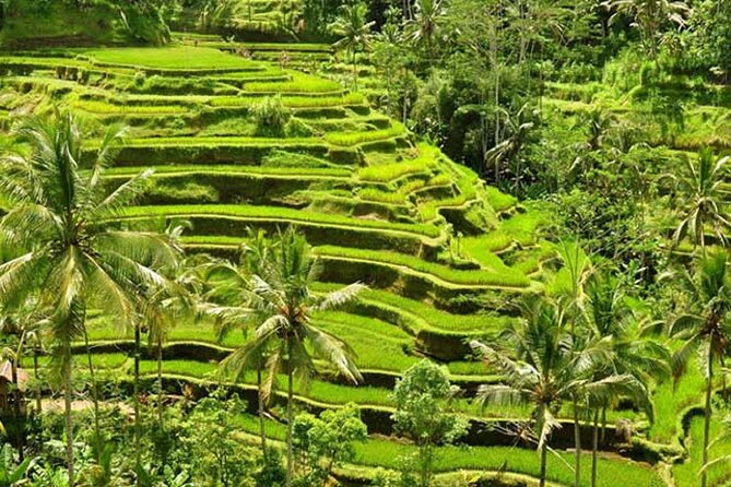 Tlaga Singha Infinity Pool, Jungle swing & Rice Terrace Trip - What the private car and guide add