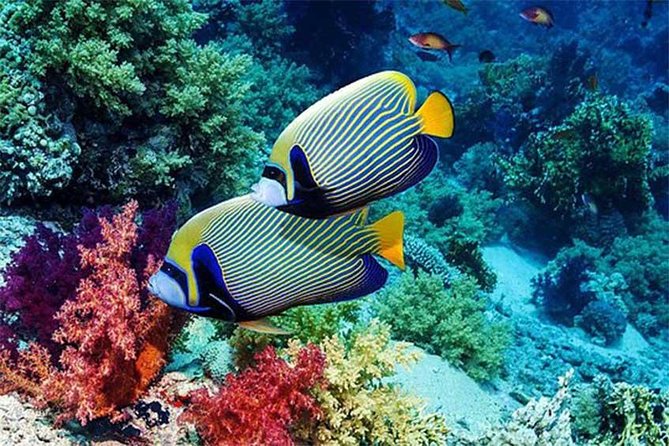 Tour Gate of Heaven at Lempuyang Temple - Blue Lagoon Snorkeling with lunch - Who should book this $51 experience?