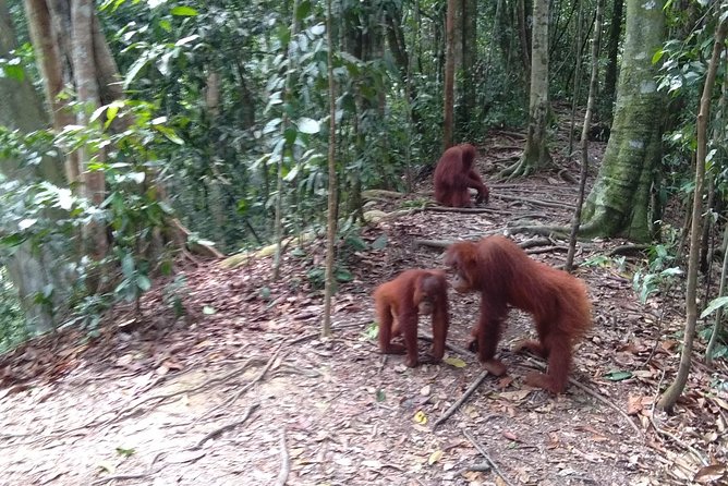 TOUR PACKAGE (jungle trekking, taxi, Room) 4 DAYS 3 NIGHTS in BUKIT LAWANG - What the $302.02 price really covers