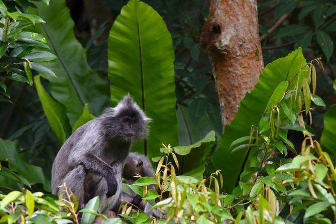 TOUR PACKAGE (jungle trekking, taxi, Room) 4 DAYS 3 NIGHTS in BUKIT LAWANG - Day 2: Orangutans and jungle trails