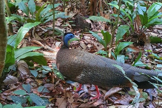 TOUR PACKAGE (jungle trekking, taxi, Room) 4 DAYS 3 NIGHTS in BUKIT LAWANG - Day 4: Returning to Medan