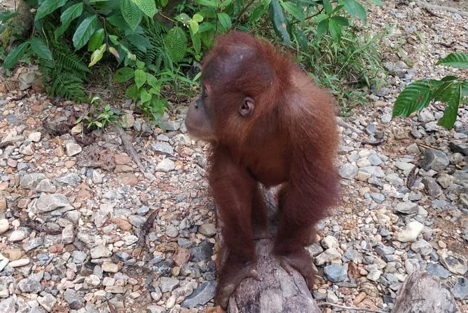 TOUR PACKAGE (jungle trekking, taxi, Room) 4 DAYS 3 NIGHTS in BUKIT LAWANG - Fitness, comfort, and what to pack