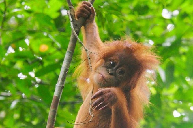 TOUR PACKAGE (jungle trekking, taxi, Room) 4 DAYS 3 NIGHTS in BUKIT LAWANG - Day 1: Leaving Medan for Bukit Lawang
