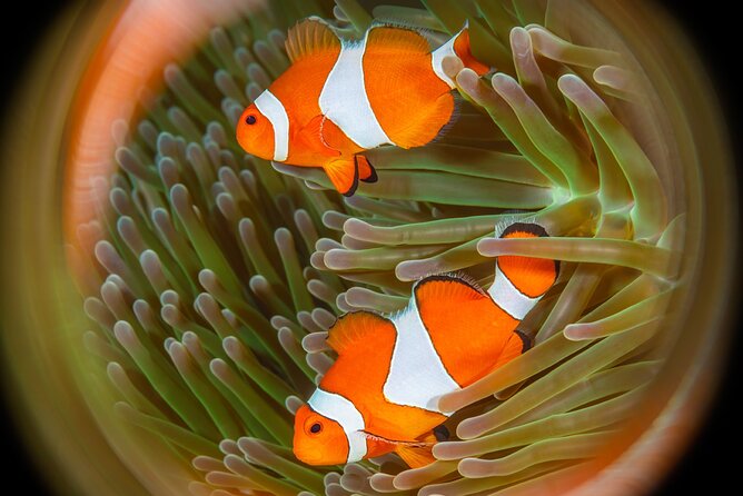 Try Dive Program in the Biorock Pemuteran - A gentle first step into scuba at Biorock Pemuteran