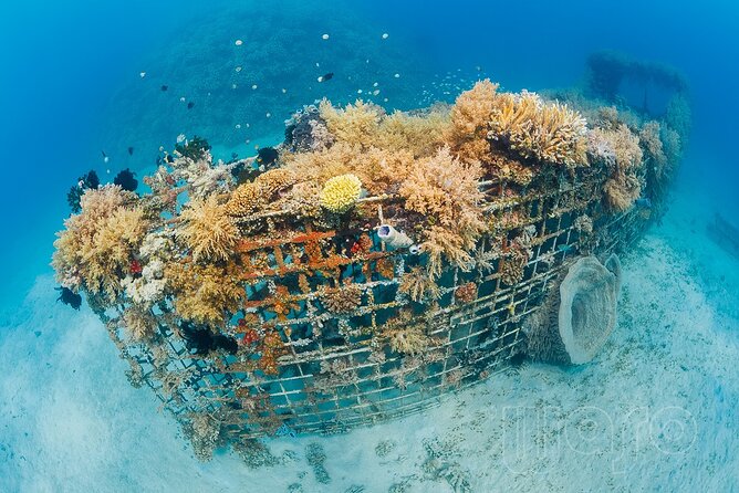 Try Dive Program in the Biorock Pemuteran - The Biorock project is the main attraction