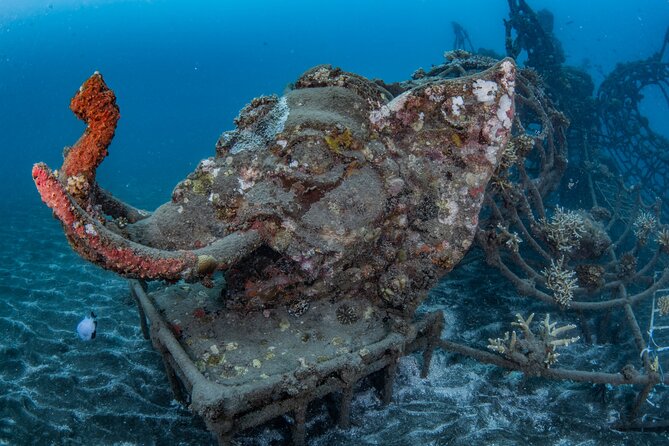 Try Dive Program in the Biorock Pemuteran - Price and what you receive for $51.67