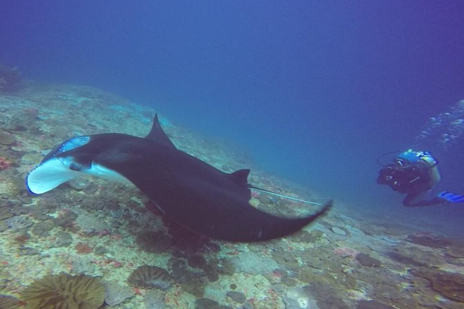 Try Diving in Manta Point - Nusa Penida - Why Manta Point is a strong first scuba choice