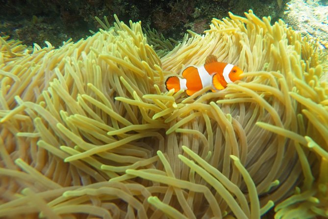 Try Scuba Diving at Padang Bai - Who should book this experience?