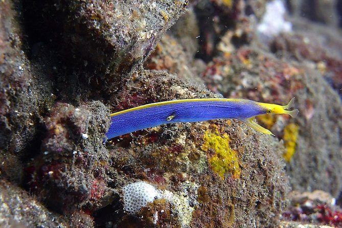 Try Scuba Diving at Tulamben Shipwreck - Two sessions, two sections of the wreck