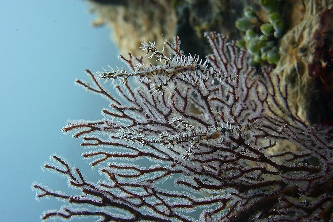 Try Scuba Diving at Tulamben Shipwreck - What the day does not include