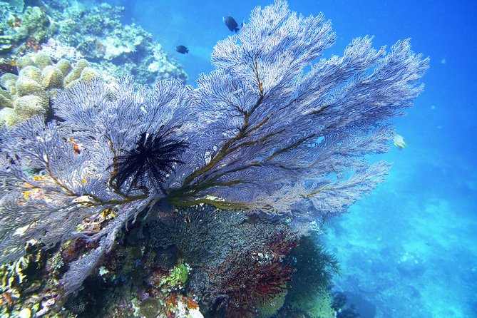 Try Scuba Diving at Tulamben Shipwreck - Who will get the most from this Tulamben trip