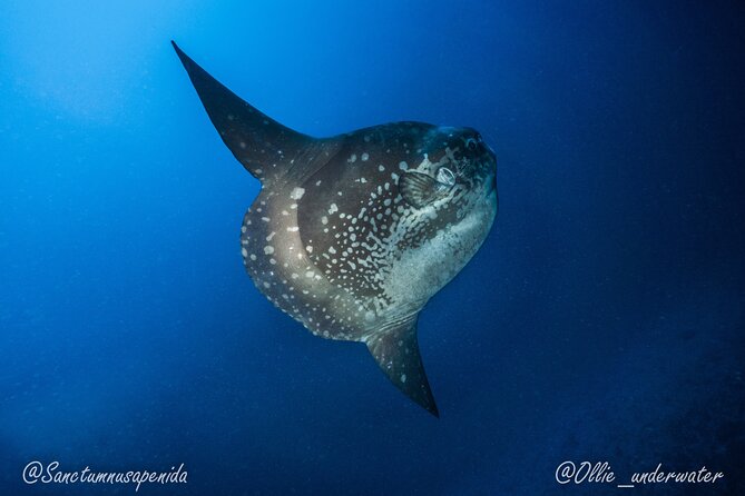 Try Scuba Diving for Beginners with manta rays (Non - Certified) - Why the two-to-one ratio matters