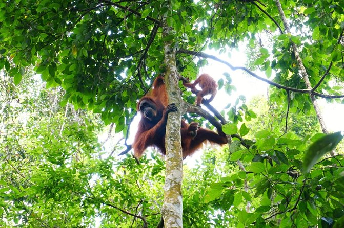 Two days orangutans adventure in Gunung Leuser - The second morning: breakfast, waterfalls, and a tube ride