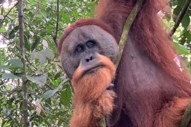 Two days orangutans adventure in Gunung Leuser - Who should book this two-day trek
