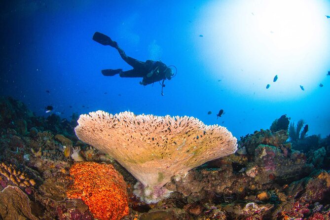 Two fun dives morning trip (Certified Divers only) - A 7:00 am start at Purple Dive Penida