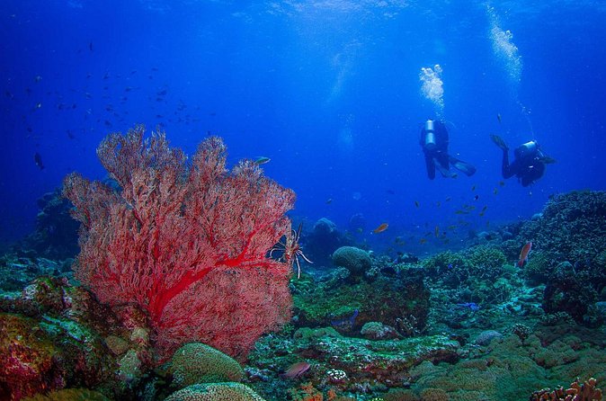Two fun dives morning trip (Certified Divers only) - Manta Point and the marine life you might see
