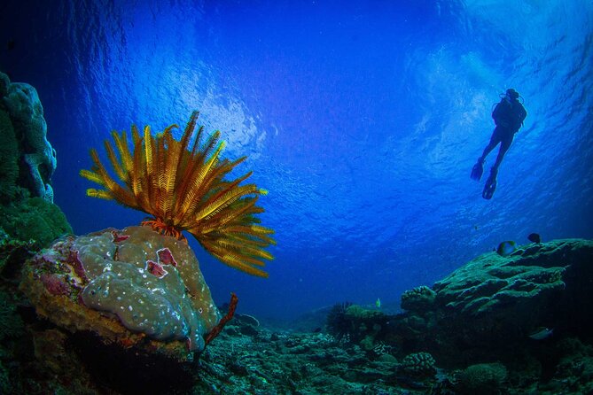 Two fun dives morning trip (Certified Divers only) - Safety, certification, and comfort underwater