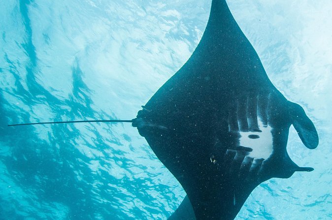 Two fun dives morning trip (Certified Divers only) - What is included, and what you may still need