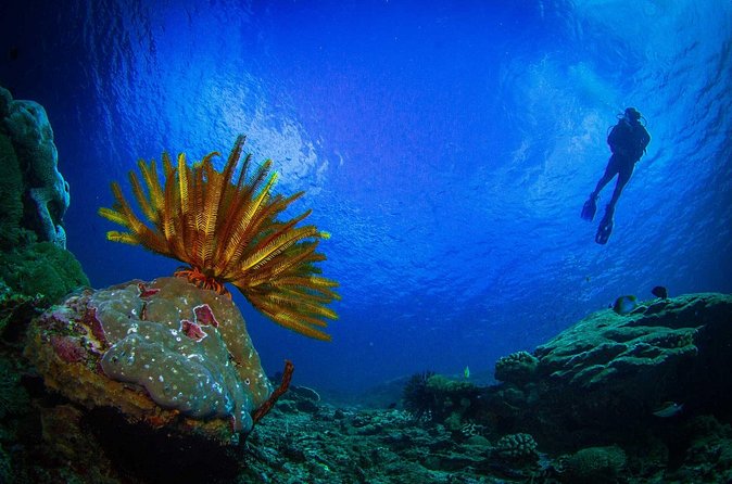 Two fun dives morning trip (Certified Divers only) - The atmosphere at the center