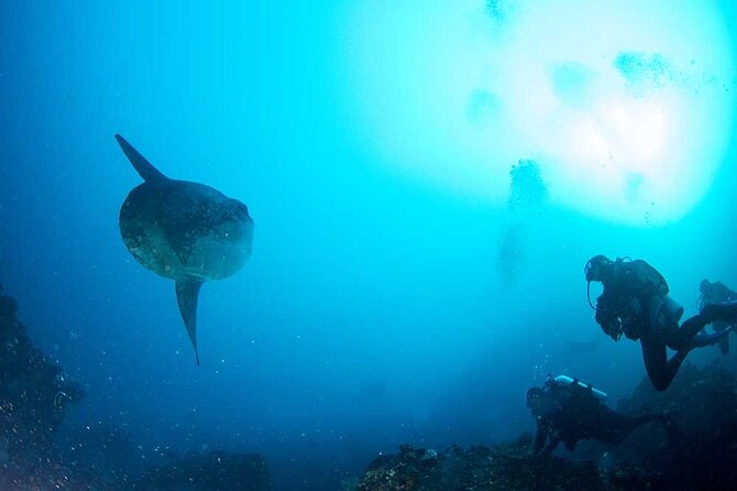 Two fun dives morning trip (Certified Divers only) - Two boat sessions, with the route decided that morning